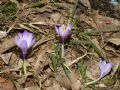 Crocus neglectus